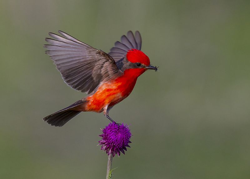 VERMILION FLYCATCHER | Most beautiful birds, Nature photographs, Bird photography